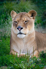 Plakat Lioness laying down