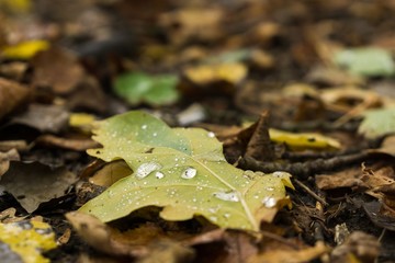 Leaves in the grass covered by rain. Slovakia