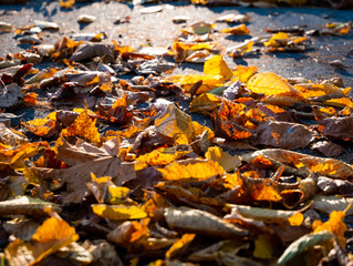 Image of colorful autumn leaf in the forest with sun light