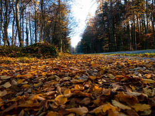 Image of colorful autumn leaf in the forest with sun light