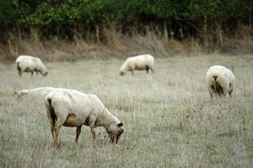 Obraz na płótnie Canvas troupeau de moutons