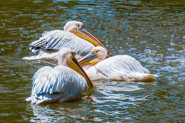 Three white pelicans swimming in lake