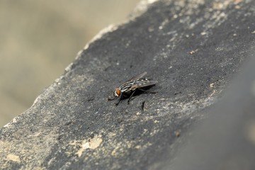 Fly on the stone. Czech Republic