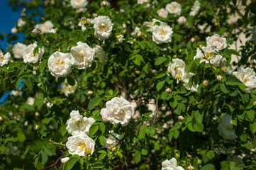 Obraz na płótnie Canvas White roses with buds on a background of a green bush. Bush of white roses is blooming in the background of a blue sky with clouds.