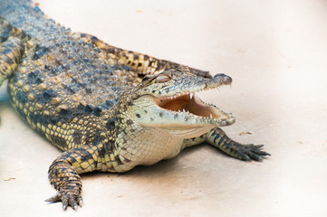 Caiman alligator crocodile sitting on the ground with open mouth