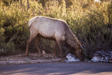 Elk licking ice