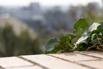 Green plant with the view to the city. Brno, Czech Republic