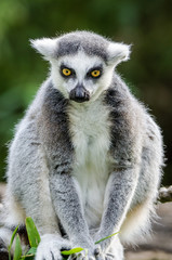 ring tailed lemur on branch of a tree