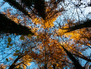 Image of bottom up view along trees