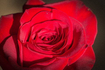 Close up view of a red rose bud opening. Vignette effect.