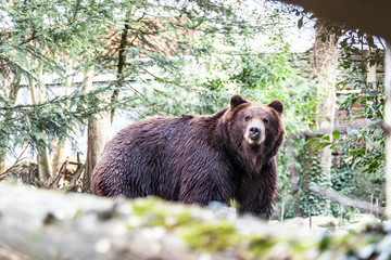 ours brun