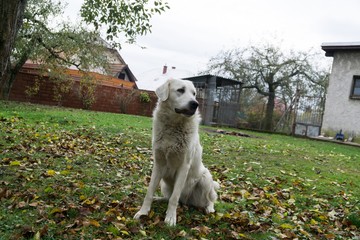 Slovak Chuvach dog in the garden. Slovakia