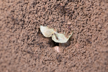 ant hole closeup