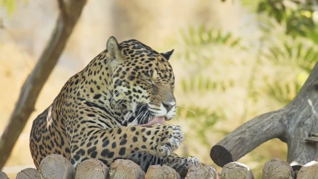 Jaguars are resting in the jungle.
