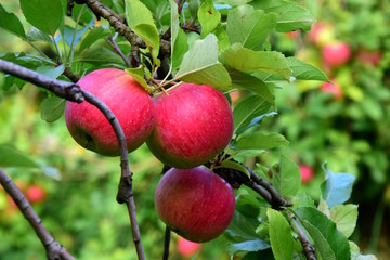 Apfelernte in Südtirol