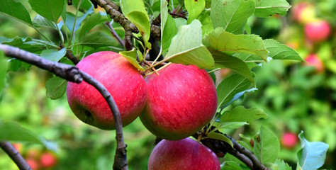 Reife, saftige, rote Äpfel, Apfelernte in Südtirol, Banner