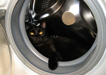 black cat in washing machine drum