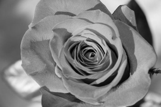 Close up view of a rose. Black and white photo effect.