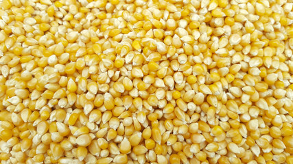 Corn seeds as background