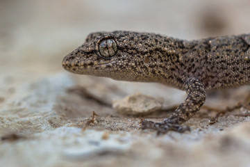 Head of Gecko on light colored rock