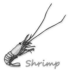 Cooked prawn or tiger shrimp vector illustration isolated on white background as package design element.