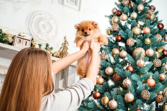 Cute girl is holding a little Pomeranian dog on Christmas background. A Christmas gift. beautiful dogs