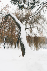  tree in snow in winter