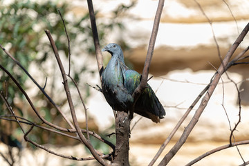 bird on a branch
