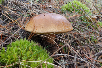 Big mushroom growing among pine needles and green moss.Mushrooms in the forest.