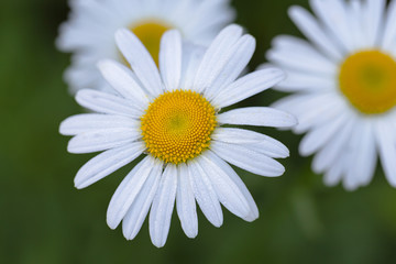 Fototapeta premium Daisy flower closeup.Beautiful white camomiles in soft focus.Medicinal plant.Present for Mothers Day.