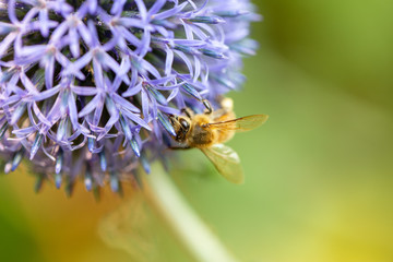 bee on a flower