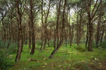 Regional Park of Porto Selvaggio in Salento - Particular - Italy