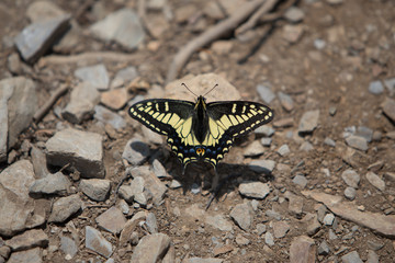 butterfly