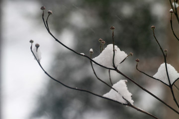 branch of a tree in winter