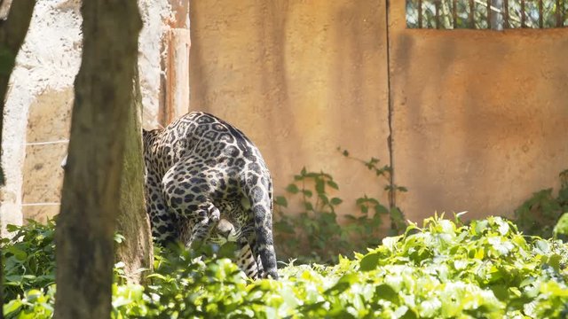 Two leopards are playing in the forest.
