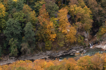Mountain forest in colors of the rainbow autumn.