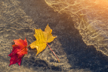 Yellow And Red Leaves In Water On The Sand
