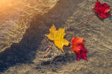 Yellow And Red Leaves In Water On The Sand