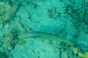 Coral Reef and Tropical Fish underwater world landscape