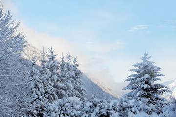 Winter landscape with trees in foreground and view to mountains. New Years background.