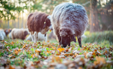Schafe auf der Wiese