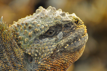 Marine Iguana