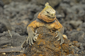 Marine Iguana