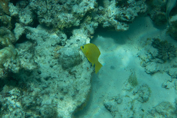 Fototapeta na wymiar Tropical fishes on a beautiful coral garden in ocean Sea