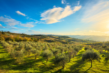 Panzano in Chianti olive trees and vineyard sunset. Tuscany, Italy