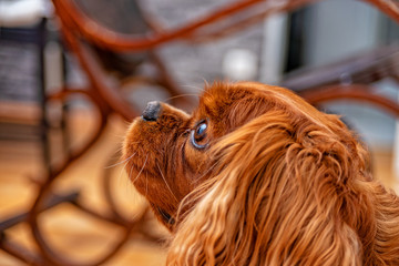 Cavalier King Charles Spaniel dog