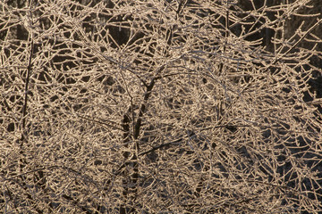 Frosty beautiful background