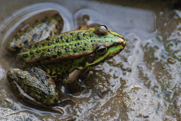 Obraz premium Green littlefrog sitting in the mud in the water