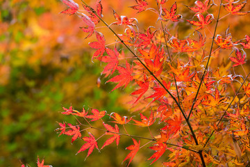 北鎌倉紅葉散策