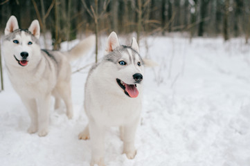 Two syberian husky puppies with multicolored eyes playing together in snow. Beautiful breeding white funny dogs walking in winter forest. Domestic animals friendship. Animals relationship. Pet family